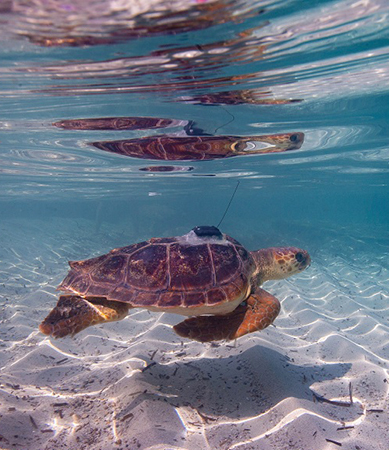 Ejemplar de tortuga estudiada en el Mediterráneo